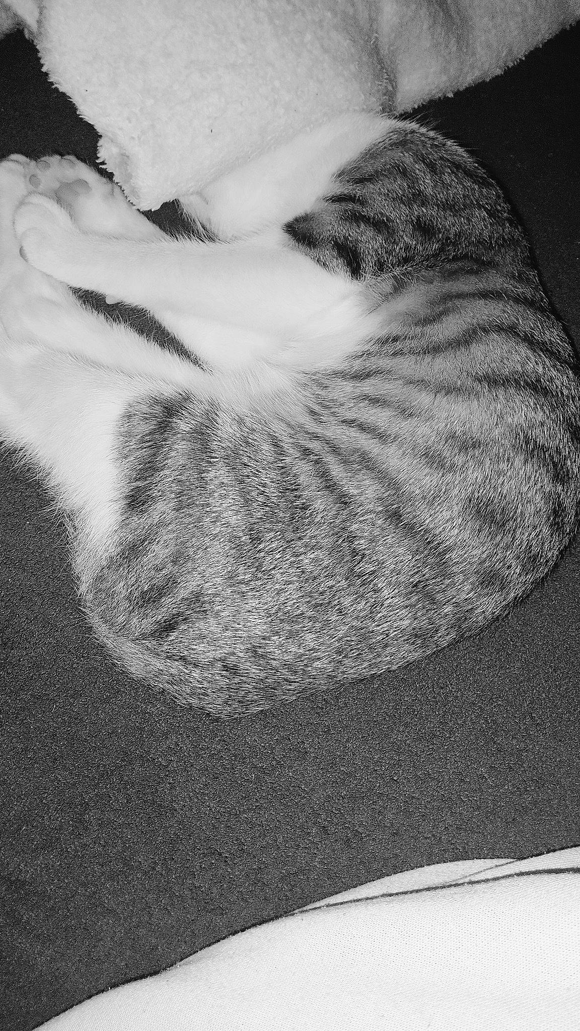 Miaouss participe au concours pour gagner de l'argent avec cette photo : automotive_tire, carnivore, cat, felidae, fur, grey, landscape, monochrome, monochrome_photography, pattern, paw, plant, sand, shadow, small_to_medium_sized_cats, tail, tints_and_shades, tree, whiskers, wood