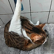 Miaouss participe au concours pour gagner de l'argent avec cette photo : cat, tabby, fur, pet, animal, stretching, leg, ear, whiskers, floor, tile, indoor, resting, grey_rug, cute, flexible, sleepy, cozy, domestic, feline