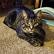 Buddy is registered to the contest to win money with this photo: abyssinian, alloywheel, animal, blackcat, car, carwheel, cat, couch, furniture, hardwood, kitten, machine, manx, pet, spoke, tire, transportation, vehicle, wheel, wood