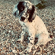 Tina participe au concours pour gagner de l'argent avec cette photo : puppy, dog, spotted, sitting, pebbles, outdoor, cute, animal, pet, fur, black_and_white, portrait, young, head_tilt, ears, eyes, nature, stone_pillar, potted_plants, close_up