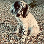 puppy, dog, spotted, sitting, pebbles, outdoor, cute, animal, pet, fur, black_and_white, portrait, young, head_tilt, ears, eyes, nature, stone_pillar, potted_plants, close_up