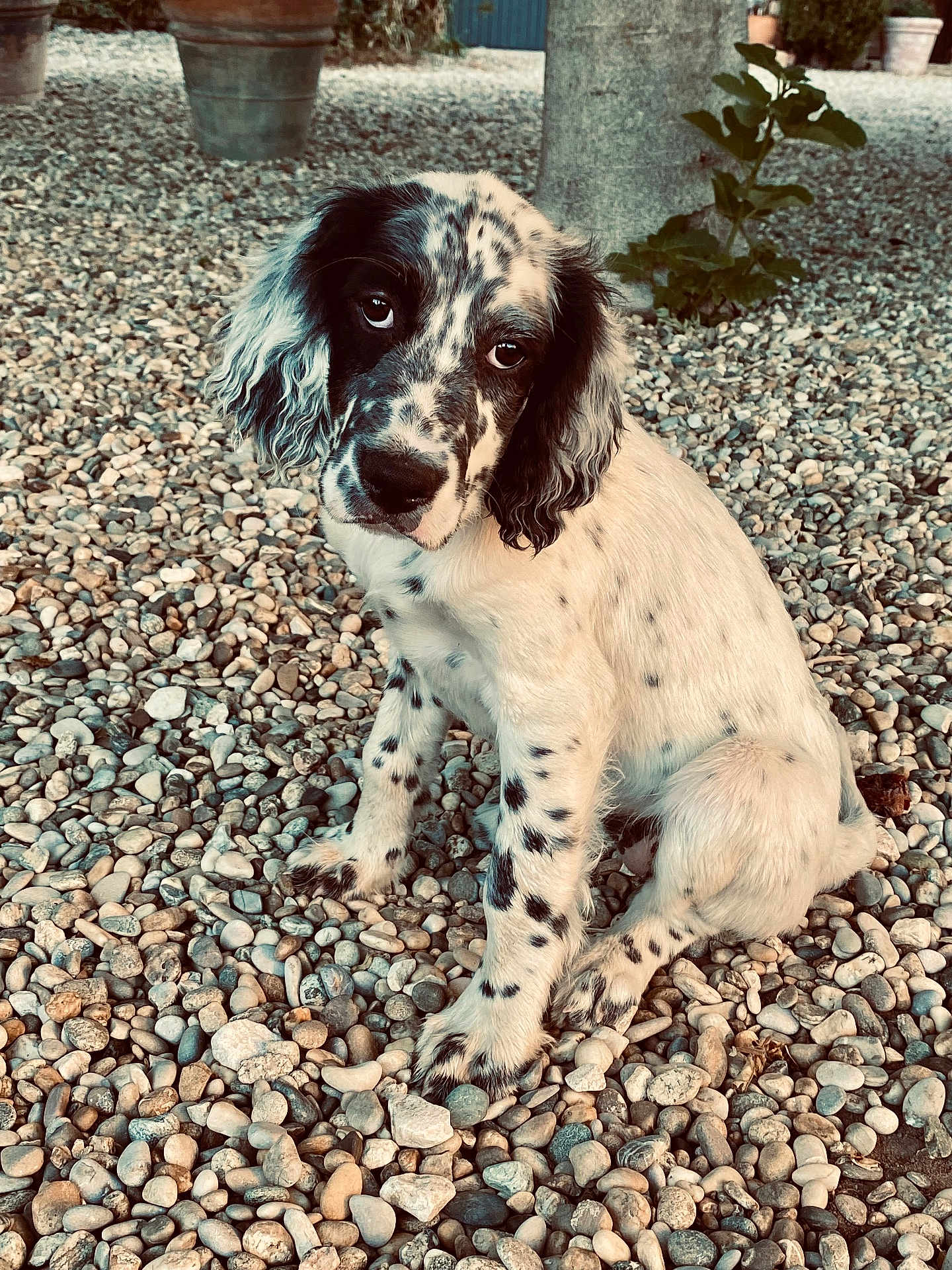 Tina participe au concours pour gagner de l'argent avec cette photo : puppy, dog, spotted, sitting, pebbles, outdoor, cute, animal, pet, fur, black_and_white, portrait, young, head_tilt, ears, eyes, nature, stone_pillar, potted_plants, close_up