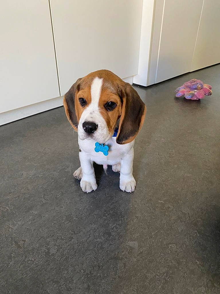 Tintin a rejoint le concours — aidez-le/la à gagner de superbes lots ! beagle, beagle_harrier, beaglier, canidae, carnivore, collar, companion_dog, dog, dog_breed, dog_supply, fawn, flooring, hardwood, hound, paw, puppy, scent_hound, snout, sporting_group, tail
