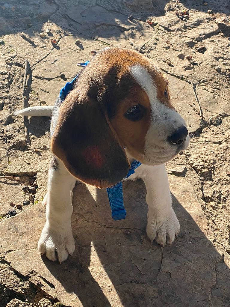 Tintin a rejoint le concours — aidez-le/la à gagner de superbes lots ! canidae, carnivore, companion_dog, dog, dog_breed, dog_supply, fawn, hunting_dog, paw, scent_hound, snout, soil, sporting_group, tail