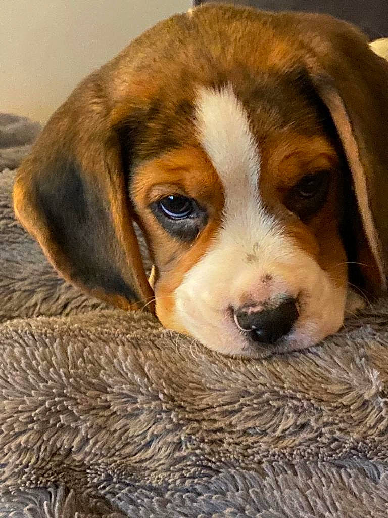 Tintin participe au concours pour gagner de l'argent avec cette photo : beaglier, bored, canidae, carnivore, companion_dog, dog, dog_breed, finnish_hound, fur, hound, hunting_dog, liver, scent_hound, snout, sporting_group, terrestrial_animal, working_animal