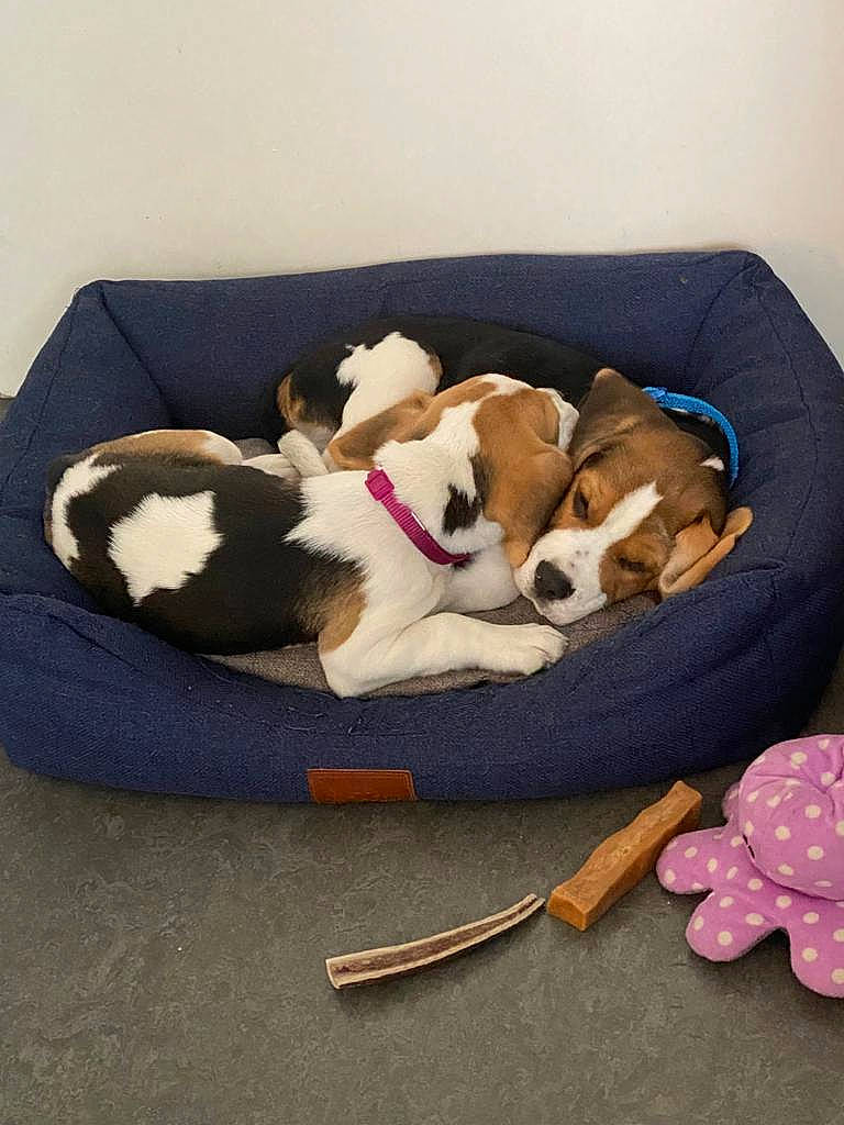 Tintin participe au concours pour gagner de l'argent avec cette photo : bag, canidae, carnivore, comfort, companion_dog, dog, dog_bed, dog_breed, dog_supply, fashion_accessory, fawn, fur, hardwood, linens, luggage_and_bags, pet_supply, recreation, studio_couch, tail, textile