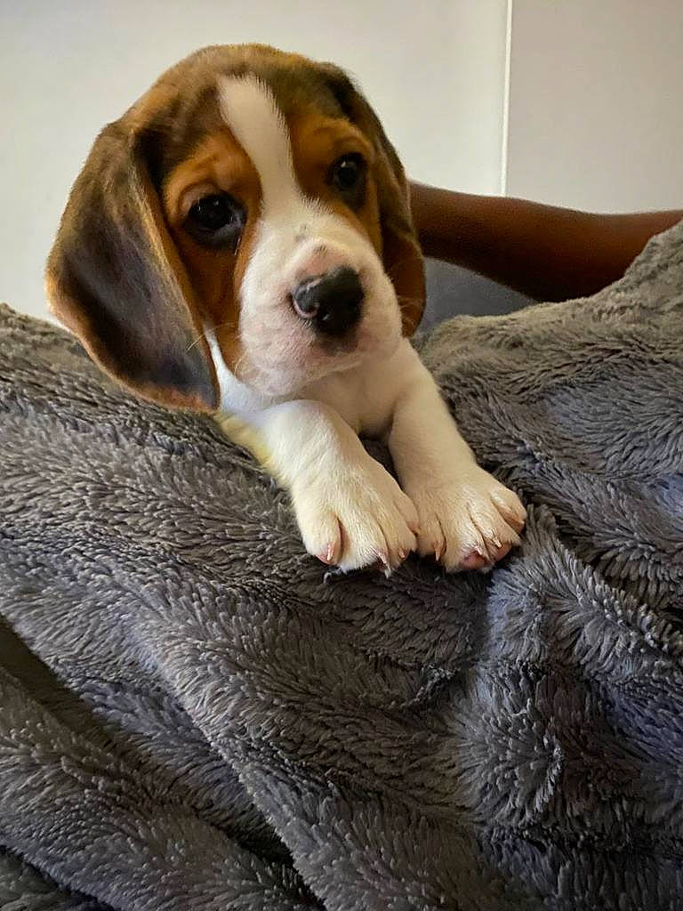 Tintin a rejoint le concours — aidez-le/la à gagner de superbes lots ! beaglier, bored, canidae, carnivore, comfort, companion_dog, dog, dog_breed, fawn, fur, hound, hunting_dog, liver, puppy, scent_hound, sporting_group, terrestrial_animal, whiskers, wood