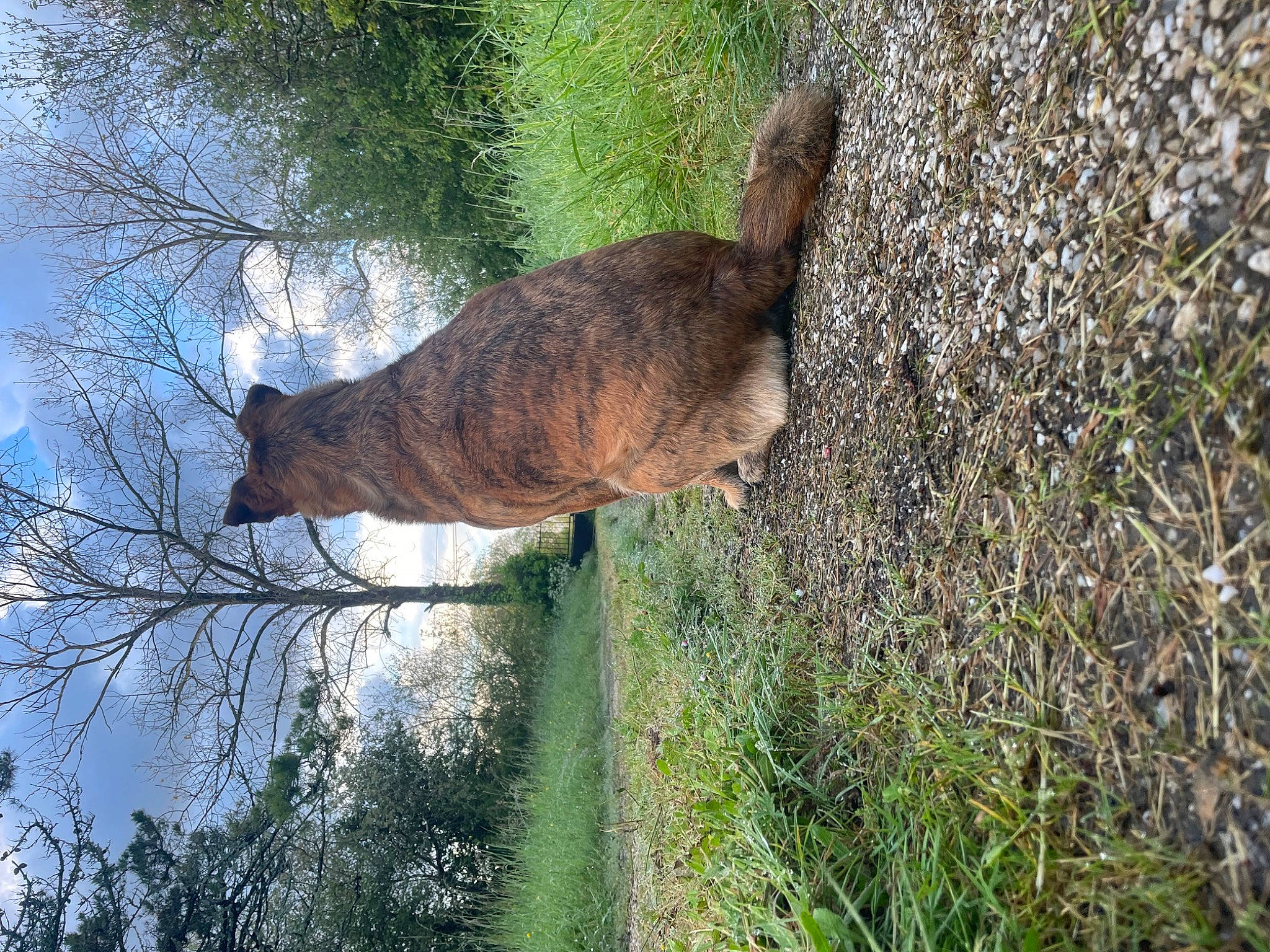 Nikita participe au concours pour gagner de l'argent avec cette photo : carnivore, cat, domestic_short_haired_cat, fawn, felidae, gesture, grass, plant, sky, small_to_medium_sized_cats, snout, tail, terrestrial_animal, tree, trunk, twig, water, whiskers, wood, woody_plant