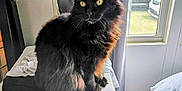 Waffles is registered to the contest to win money with this photo: animal, bed, bedding, black_cat, carpet, cat, clothing, curtain, domestic, drawer_unit, fluffy, furniture, house, indoor, natural_light, pet, room, tail, window, yellow_eyes
