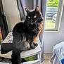 animal, bed, bedding, black_cat, carpet, cat, clothing, curtain, domestic, drawer_unit, fluffy, furniture, house, indoor, natural_light, pet, room, tail, window, yellow_eyes