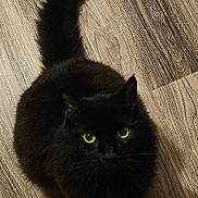 Waffles joined the competition — help win amazing prizes! animal, black_cat, cat, close_up, curious, cute, domestic_cat, feline, fluffy, fur, furry, indoor, looking_up, pet, portrait, sitting, tail, whiskers, wooden_floor, yellow_eyes