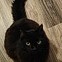 animal, black_cat, cat, close_up, curious, cute, domestic_cat, feline, fluffy, fur, furry, indoor, looking_up, pet, portrait, sitting, tail, whiskers, wooden_floor, yellow_eyes