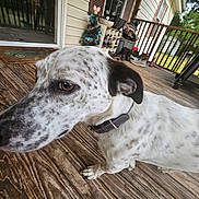Ellie is registered to the contest to win money with this photo: animal, background, brown_eye, closeup, collar, daylight, decor, dog, ear, fence, house, outdoor, pet, porch, railing, shoes, small_tree, spotted, window, wood_floor