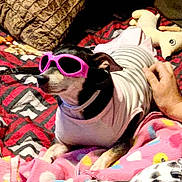 Teddy joined the competition — help win amazing prizes! dog, sunglasses, pet, bed, blanket, plush_toy, striped_shirt, hand, indoor, cozy, colorful, black_and_white_dog, resting, comfort, cute, animal, relaxed, accessory, fabric, casual