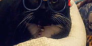 Katie joined the competition — help win amazing prizes! cat, black_cat, white_whiskers, glasses, santa_hat, basket, indoor, pet, fur, whiskers, relaxed, cozy, fabric, clothing, blanket, furniture, home, animal, cute, resting