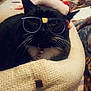 cat, black_cat, white_whiskers, glasses, santa_hat, basket, indoor, pet, fur, whiskers, relaxed, cozy, fabric, clothing, blanket, furniture, home, animal, cute, resting