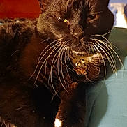 Katie is registered to the contest to win money with this photo: cat, black_cat, whiskers, paws, collar, bell, pet, indoor, fabric, teal, animal, feline, resting, close_up, fur, cute, domestic, portrait, relaxed, sleepy