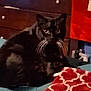 cat, black_cat, whiskers, bed, blanket, furniture, dressing_table, indoor, pet, animal, domestic_animal, looking, resting, cozy, home, feline, mammal, cute, whiskers_visible, curious