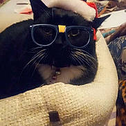 Katie is registered to the contest to win money with this photo: animal, basket, black_cat, blanket, cat, clothing, cozy, cute, fabric, fur, furniture, glasses, home, indoor, pet, relaxed, resting, santa_hat, whiskers, white_whiskers