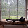 Shadow joined the competition — help win amazing prizes! cat, black_cat, window, window_perch, cushion, sleeping, indoor, pet, animal, resting, feline, daylight, nature_view, quiet, cozy, house, home, relaxation, fur, ears