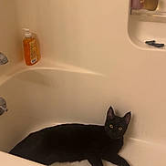 Shadow joined the competition — help win amazing prizes! black_cat, bathtub, bathroom, cat, pet, animal, indoor, feline, toiletries, relaxing, alert, fur, yellow_eyes, clean, white, sink, soap, plastic_bottle, container, domestic