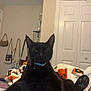 Shadow joined the competition — help win amazing prizes! black_cat, cat, pet, indoor, blanket, furniture, door, trophy, bag, wall, collar, animal, paw, relaxing, home, cozy, sleepy, resting, mammal, cute