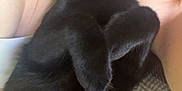 Shadow is registered to the contest to win money with this photo: person, cat, black_cat, pet, snuggling, cozy, close_up, indoor, sleepy_cat, fur, paws, human_face, blanket, comfort, relaxation, cute, animal, companion, resting, cuddle