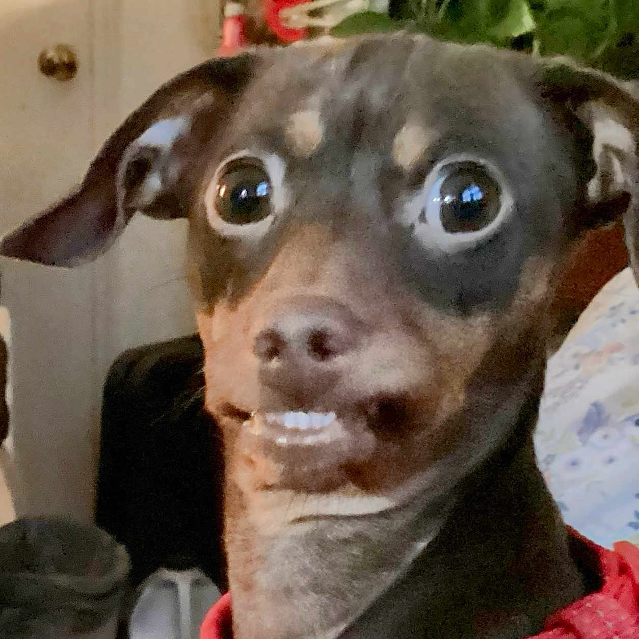 Ginger Redman is registered to the contest to win money with this photo: alert, animal, brown_dog, canine, close_up, collar, companion, cute, dog, domestic_animal, door, funny_expression, furniture, houseplant, indoor, looking, pet, portrait, red_collar, wide_eyes