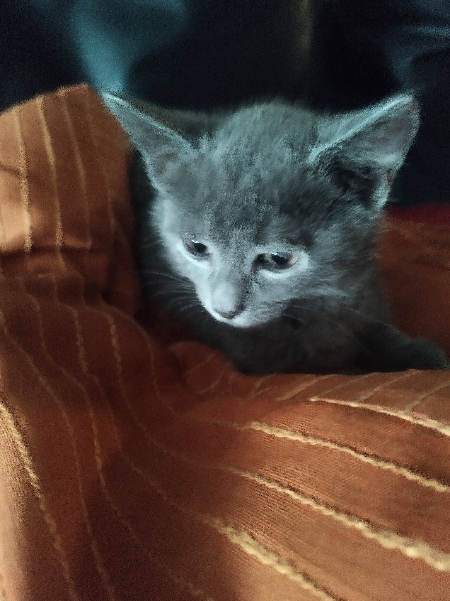 Yoko participe au concours pour gagner de l'argent avec cette photo : carnivore, cat, claw, close_up, comfort, domestic_short_haired_cat, electric_blue, felidae, fur, grey, hardwood, paw, russian_blue, small_to_medium_sized_cats, snout, tail, terrestrial_animal, whiskers, window, wood