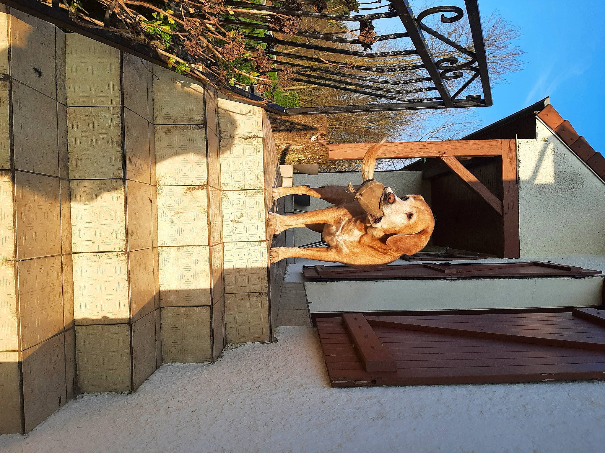 Gordy a rejoint le concours — aidez-le/la à gagner de superbes lots ! building, facade, handrail, house, interior_design, leisure, material_property, musical_instrument, roof, room, shade, shadow, siding, sky, stairs, tints_and_shades, urban_design, window, winter, wood