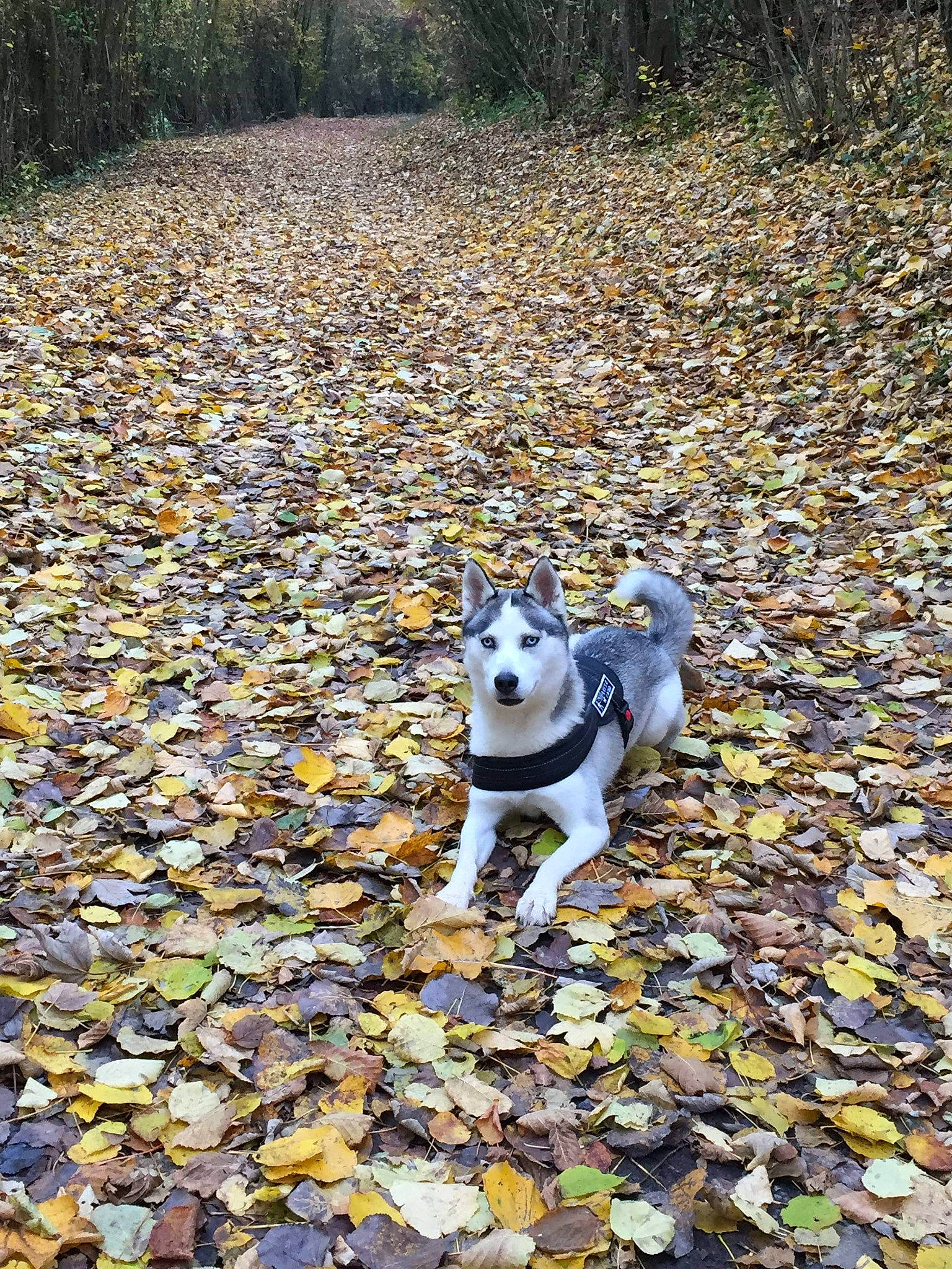 Maika participe au concours pour gagner de l'argent avec cette photo : autumn, carnivore, companion_dog, dog, dog_breed, dog_supply, fashion_accessory, fawn, grass, landscape, plant, recreation, road_surface, rock, soil, sporting_group, tail, tree, wood, working_animal