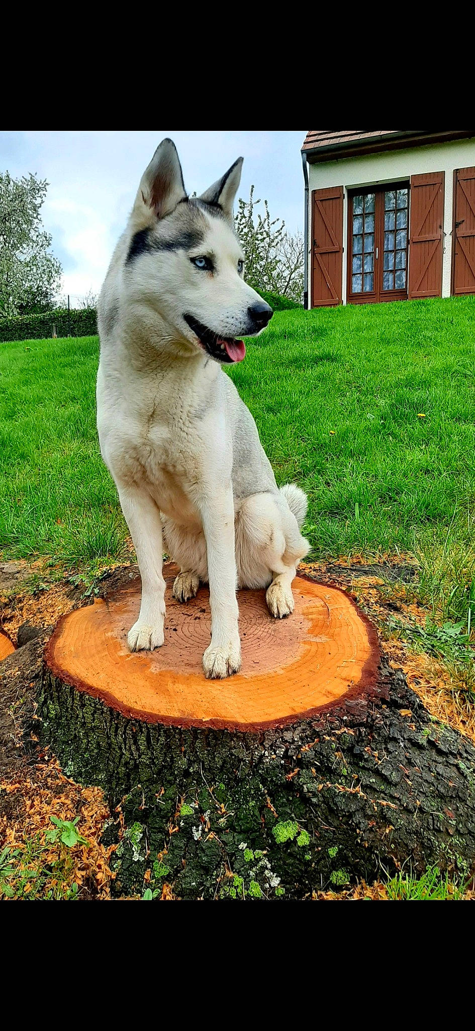 Maika participe au concours pour gagner de l'argent avec cette photo : canis, carnivore, cloud, companion_dog, dog, dog_breed, door, fawn, grass, groundcover, house, plant, sky, snout, soil, sporting_group, tail, tree, window, working_animal