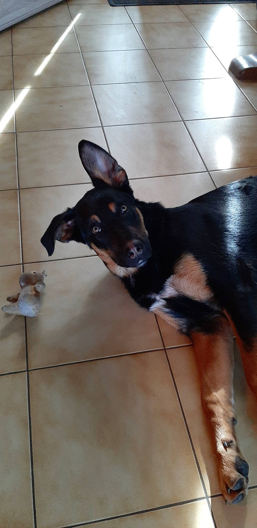 Runa a rejoint le concours — aidez-le/la à gagner de superbes lots ! canidae, carnivore, companion_dog, dog, dog_breed, ear, fawn, floor, flooring, fur, guard_dog, hardwood, pet_supply, snout, sporting_group, terrestrial_animal, tile_flooring, whiskers, working_animal, working_dog