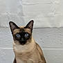 animal, blue_eyes, cat, closeup, cute, domestic_animal, ears, face, feline, fur, indoor, looking, mammal, pet, portrait, siamese_cat, sitting, texture, wall, whiskers
