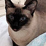 Elsa is registered to the contest to win money with this photo: cat, siamese_cat, blue_eyes, pet, animal, feline, whiskers, ears, fur, close_up, indoor, blanket, resting, cute, domestic_animal, soft, comfortable, portrait, looking, tongue