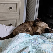 Elsa is registered to the contest to win money with this photo: cat, siamese_cat, bed, quilt, blanket, furniture, dormitory, relaxation, sleeping, indoor, pet, animal, cozy, resting, tail, paw, fur, domestic, cute, comfort