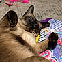 Elsa is registered to the contest to win money with this photo: cat, siamese_cat, pet, animal, feline, relaxed, blanket, toy, feathers, paws, carpet, indoor, cute, fur, whiskers, ears, sleepy, colorful, playful, resting