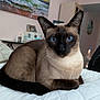 animal, bedspread, blue_eyes, cat, close_up, cozy, domestic_cat, ears, feline, fur, furniture, house, indoor, painting, pet, portrait, relaxed, resting, siamese_cat, whiskers