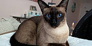 Elsa joined the competition — help win amazing prizes! siamese_cat, cat, blue_eyes, pet, animal, indoor, cozy, quilted_bedspread, furniture, painting, relaxed, whiskers, ears, fur, close_up, domestic_cat, mammal, resting, home, cute