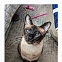 abyssinian, advertisement, animal, cat, child, clothing, female, footwear, girl, kitten, page, person, pet, poster, shoe, siamese, text