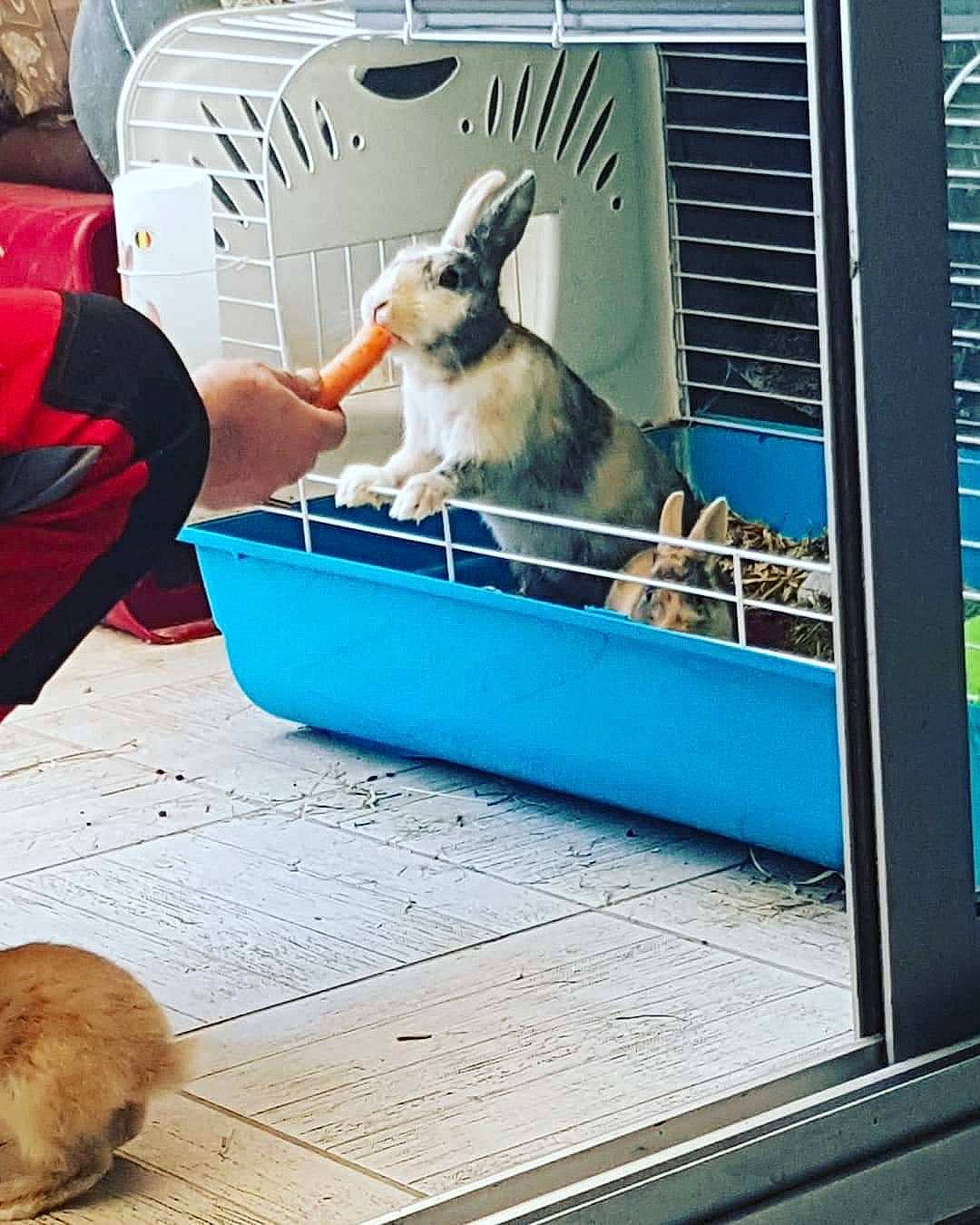 Panpan a rejoint le concours — aidez-le/la à gagner de superbes lots ! animal_shelter, cage, canidae, carnivore, companion_dog, domestic_rabbit, fawn, hare, rabbit, rabbits_and_hares