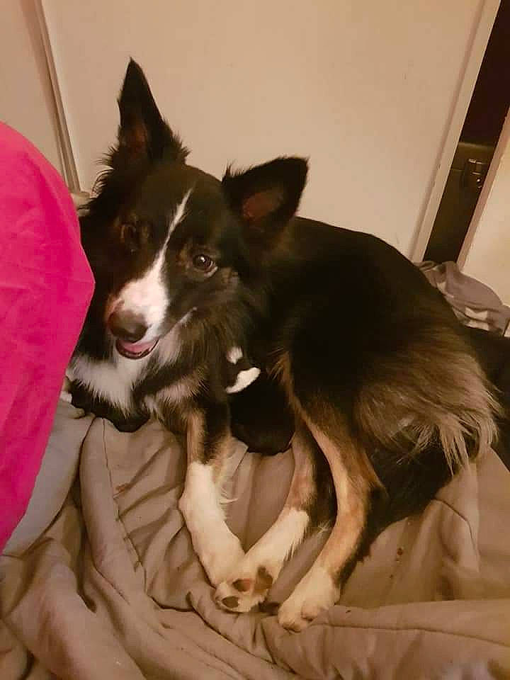 Louna participe au concours pour gagner de l'argent avec cette photo : border_collie, canidae, carnivore, dog, dog_breed, mammal, siberian_husky, snout, vertebrate, whiskers