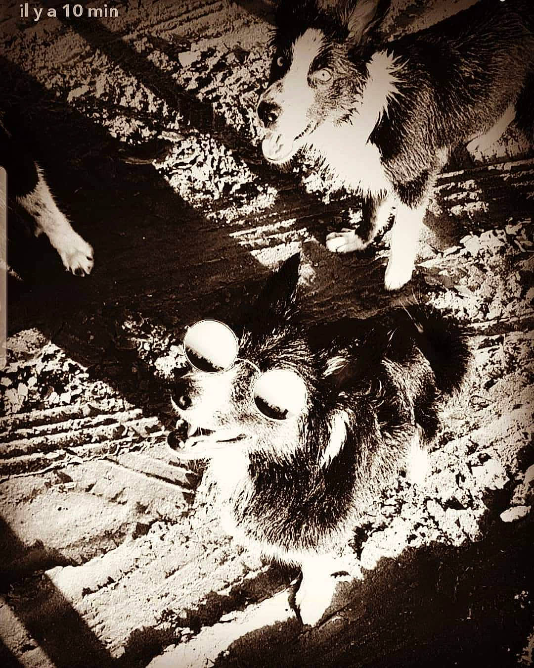 Louna participe au concours pour gagner de l'argent avec cette photo : art, black_and_white, fictional_character, illustration, monochrome, tints_and_shades, tree, visual_arts