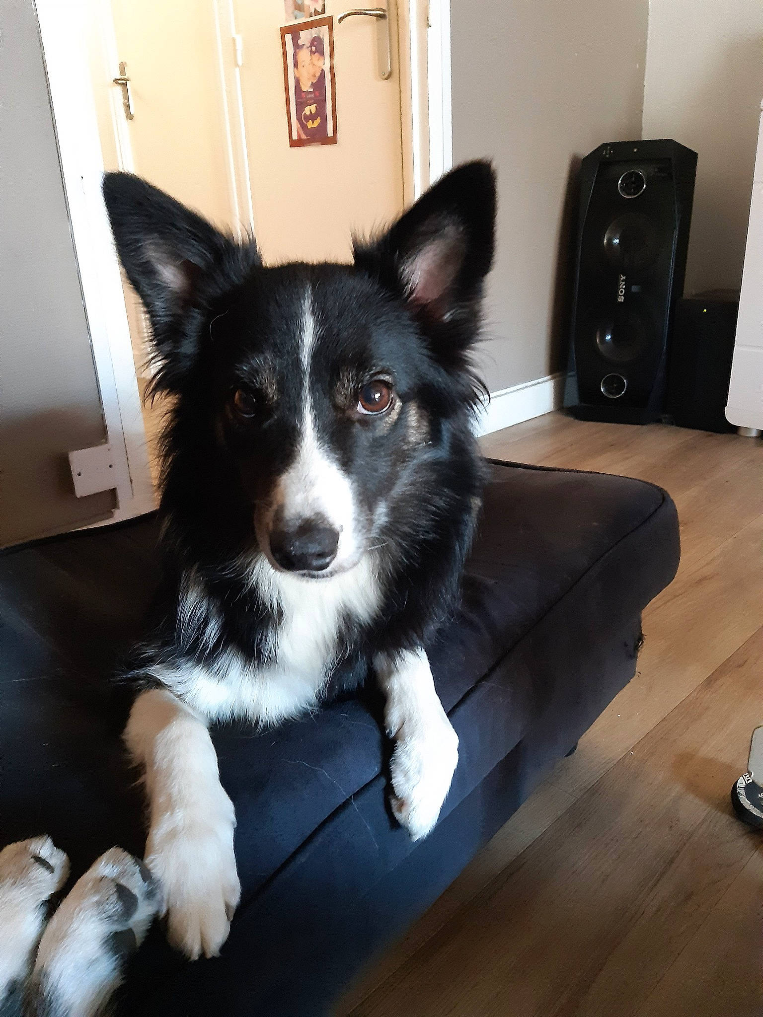 Louna a rejoint le concours — aidez-le/la à gagner de superbes lots ! australian_collie, border_collie, canidae, cardigan_welsh_corgi, carnivore, companion_dog, dog, dog_breed, herding_dog, karelian_bear_dog, lapponian_herder, mammal, pembroke_welsh_corgi, puppy, rare_breed_dog, snout, vertebrate, whiskers, working_dog