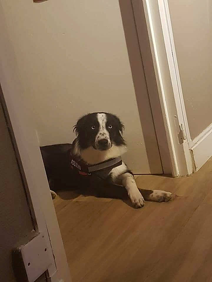 Kiara participe au concours pour gagner de l'argent avec cette photo : border_collie, canidae, carnivore, companion_dog, dog, dog_breed, door, english_springer_spaniel, floor, flooring, hardwood, house, laminate_flooring, snout, spaniel, sporting_group, wood, wood_flooring