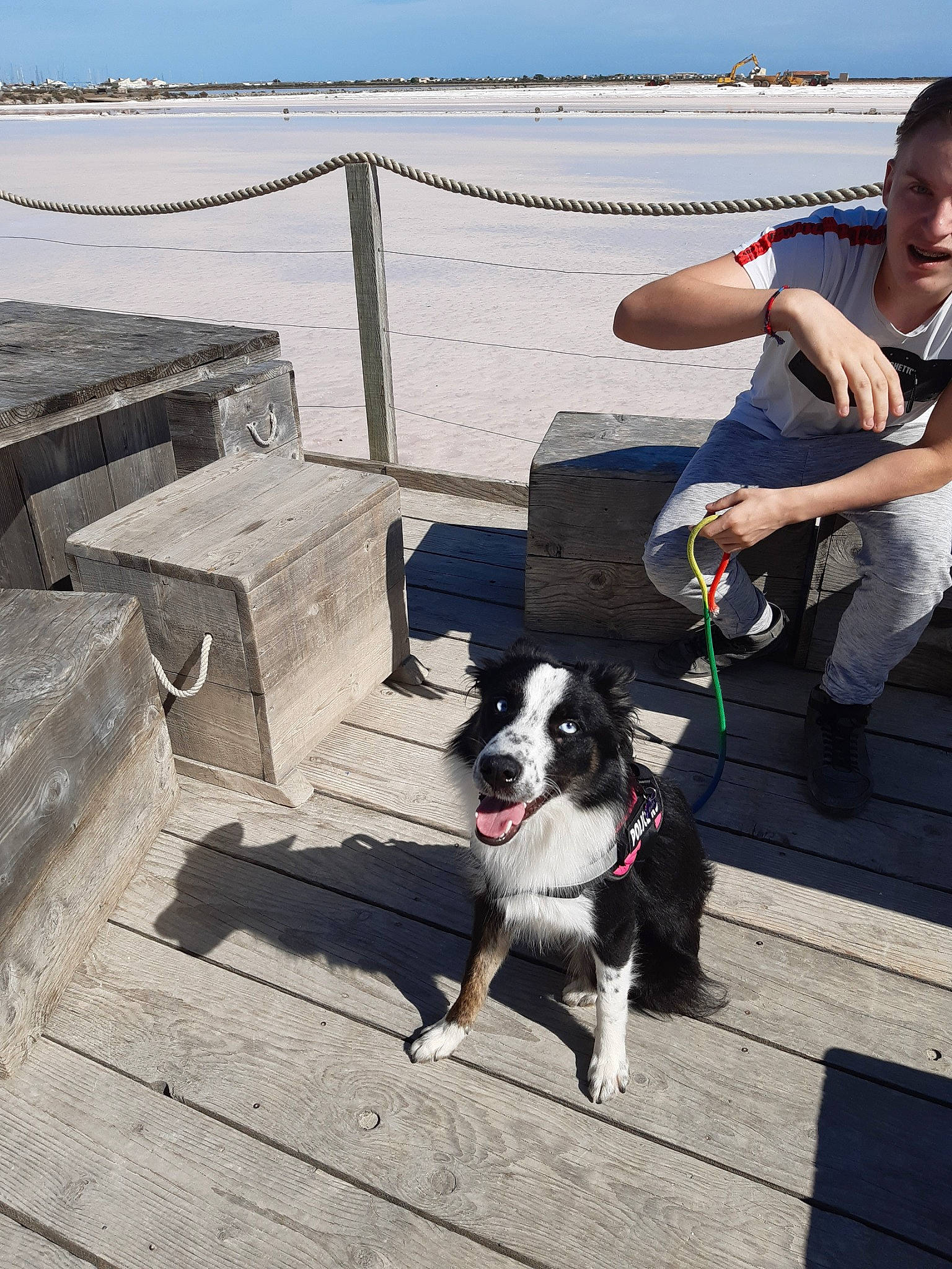 Kiara a rejoint le concours — aidez-le/la à gagner de superbes lots ! border_collie, canidae, carnivore, companion_dog, dog, dog_breed, dog_walking, leash, leg, mammal, sporting_group, stabyhoun, vacation, walking, working_dog