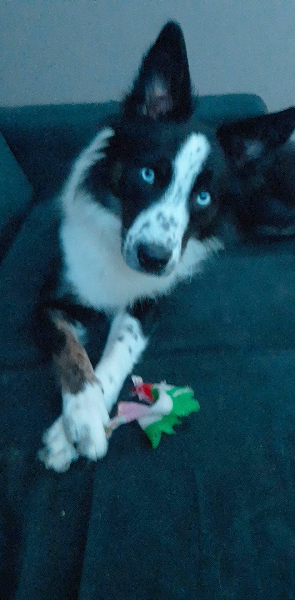 Kiara participe au concours pour gagner de l'argent avec cette photo : australian_shepherd, border_collie, canidae, canis, carnivore, companion_dog, dog, dog_breed, herding_dog, karelian_bear_dog, mammal, snout, sporting_group, vertebrate, whiskers, working_dog