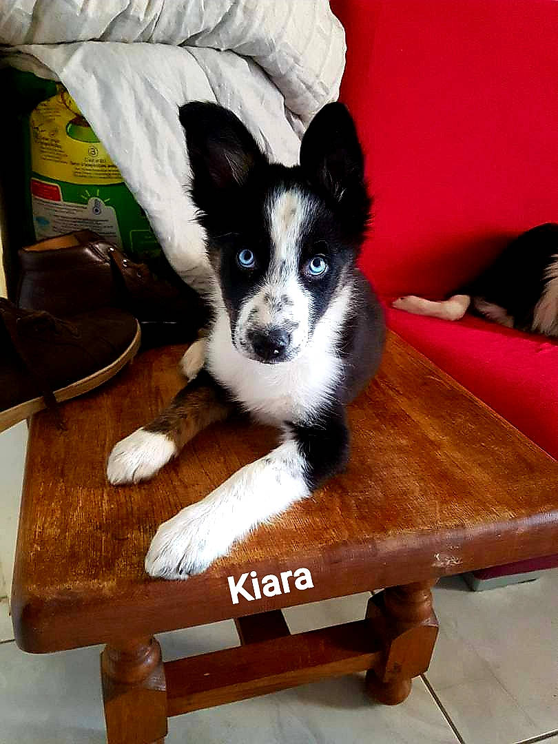 Kiara a rejoint le concours — aidez-le/la à gagner de superbes lots ! canidae, carnivore, chair, companion_dog, dog, dog_breed, furniture, karelian_bear_dog, mammal, siberian_husky, sporting_group, table, vertebrate
