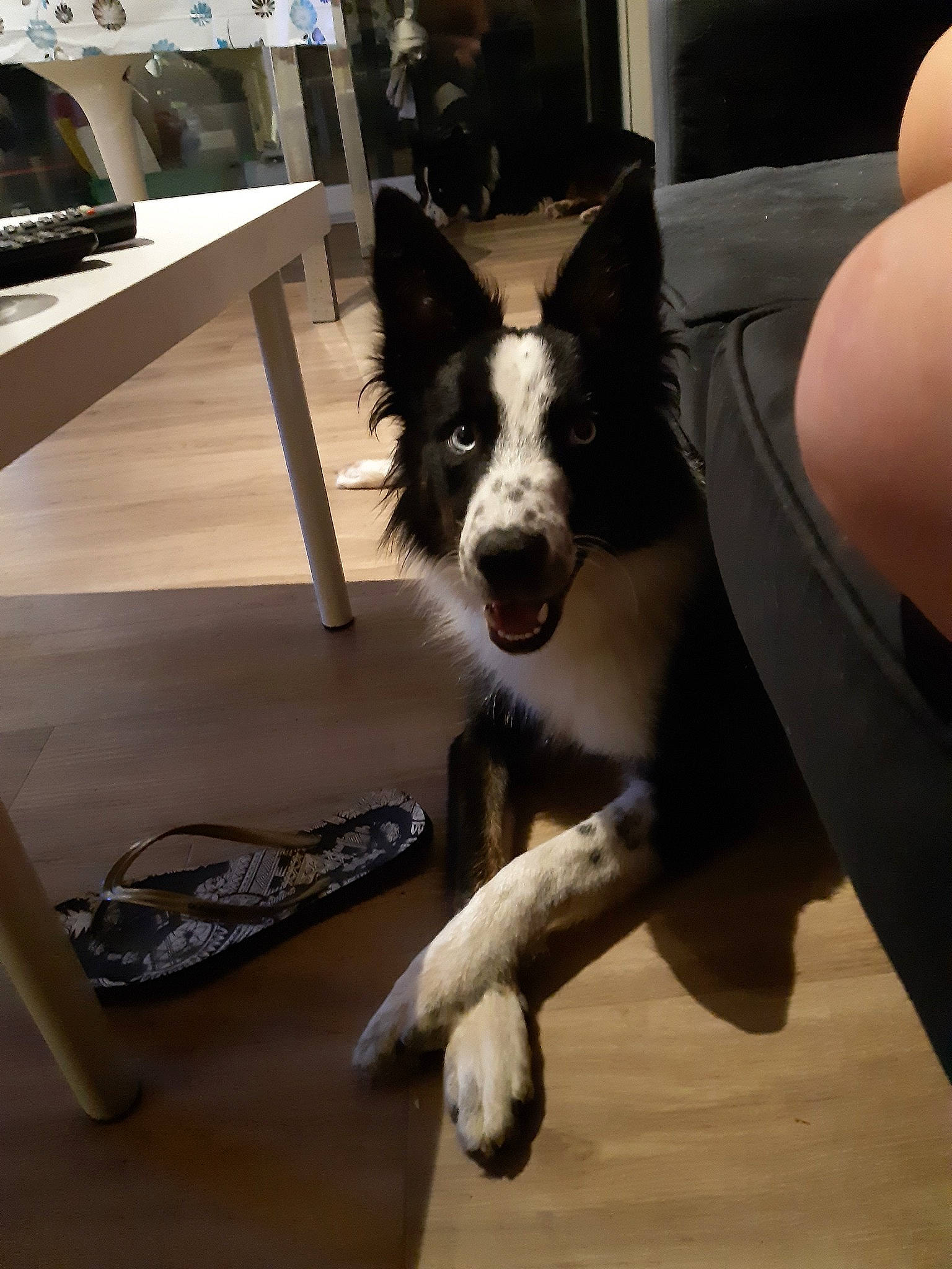 Kiara participe au concours pour gagner de l'argent avec cette photo : border_collie, canidae, carnivore, dog, dog_breed, floor, flooring, herding_dog, karelian_bear_dog, mammal, mcnab, snout, vertebrate, working_dog