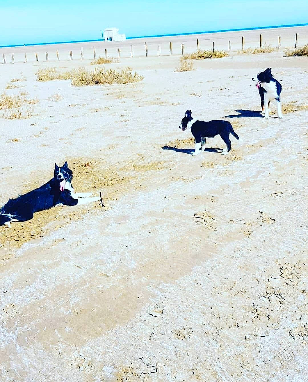 Mes Amours participe au concours pour gagner de l'argent avec cette photo : beach, border_collie, canidae, carnivore, coast, dog, dog_breed, dog_walking, leash, non_sporting_group, ocean, sand, schipperke, sea, vacation, working_dog